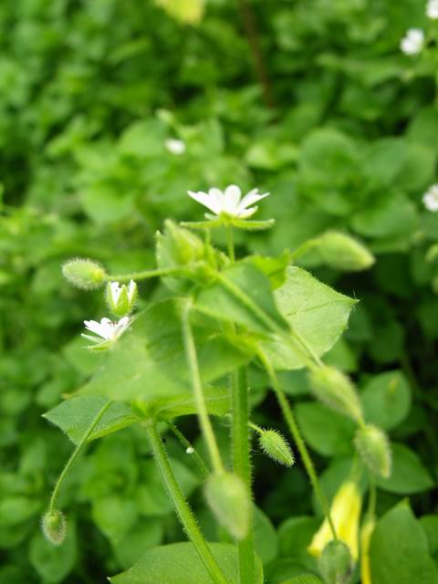 Quale specie di stellaria?